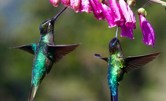 प्रकृति के साथ नए रिश्ते गढ़ते देश और समुदाय