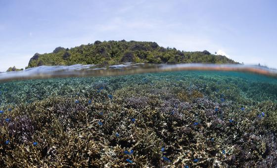 समुद्री जीवन के संरक्षण के लिए, ऐतिहासिक अन्तरराष्ट्रीय समझौता (BBNJ) लागू