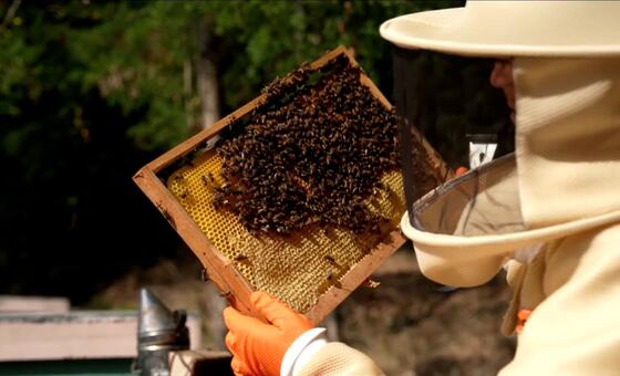 तुर्किये - कॉरपोरेट जीवन से मधुमक्खी-पालन तक