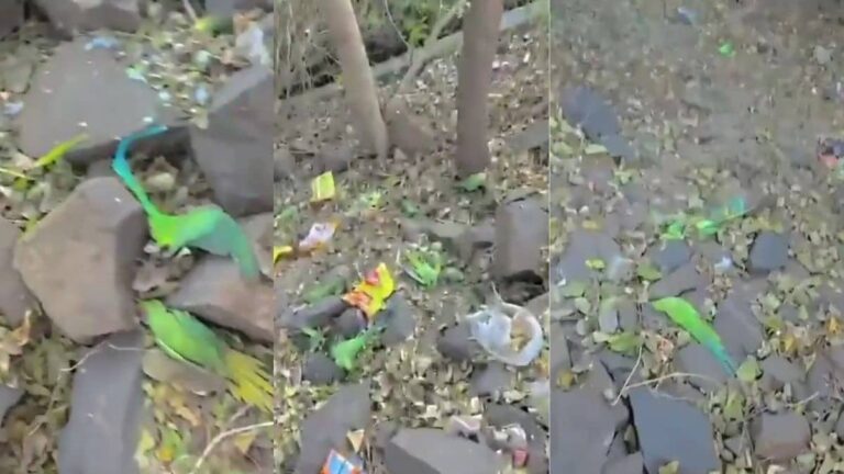 MP: पक्षियों में फैली बीमारी? खरगोन में नर्मदा किनारे  72 घंटे में 150 तोतों की मौत से मचा हड़कंप, जमीन पर ढेर; VIDEO