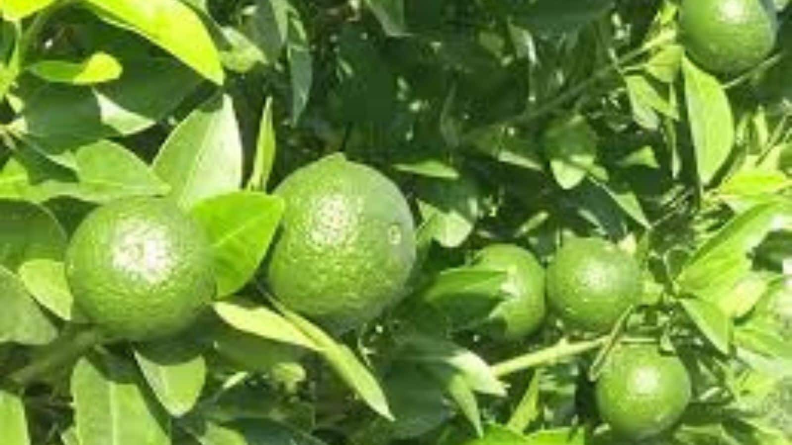 आप रोज मौसमी का जूस पीते हैं, लेकिन क्या जानते हैं सही समय और तरीका?