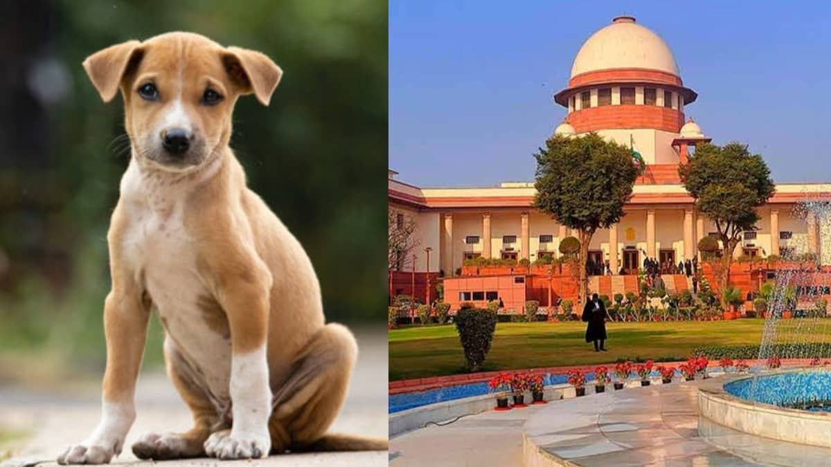 Stray Dogs Case: आवारा कुत्तों के मामले में सुप्रीम कोर्ट में सुनवाई पूरी, SC ने फैसला रखा सुरक्षित, हफ्ते भर में मांगी लिखित दलीलें