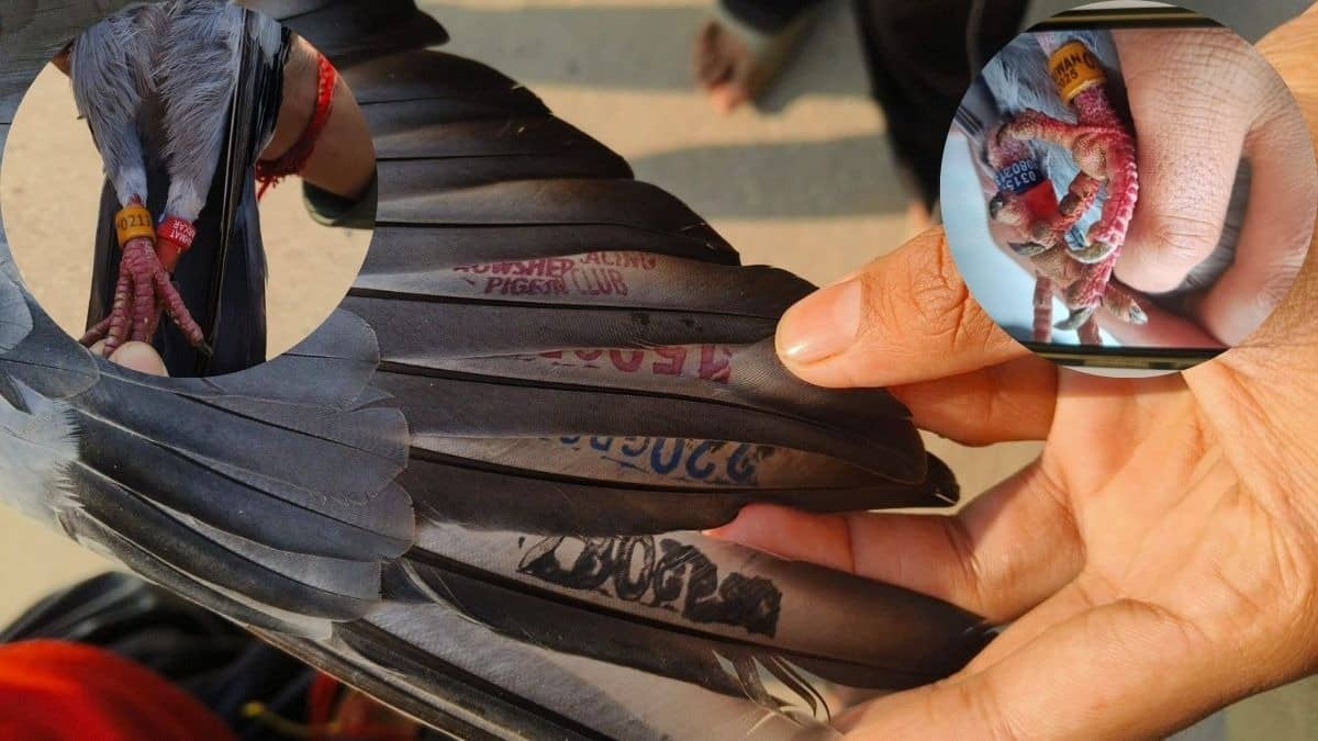 दाएं पंजे में 'रिजवान 2025' लिखा पीला रिंग, बाएं में 'रहमत' लिखा लाल रिंग, पंखों पर 'कोड वाले' स्टांप...कश्मीर में मिला संदिग्ध कबूतर; क्या है माजरा?