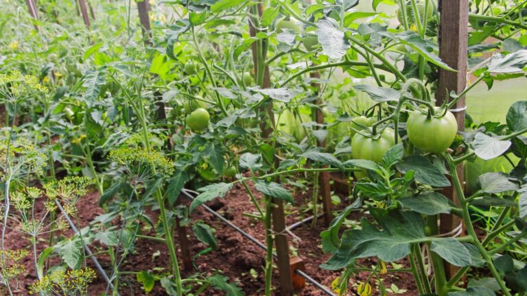 Tomato farming: पौधे झुके तो किसान ने लगाया दिमाग, टमाटर की खेती से कमाए लाखों