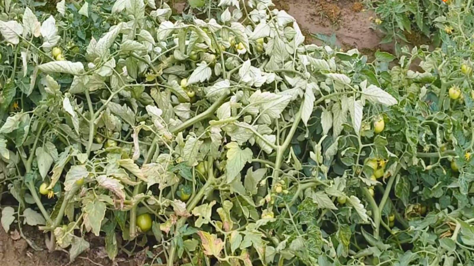 Tomato cultivation: टमाटर की खेती पर झुलसा रोग का कहर, समय रहते इस घोल का छिड़काव जरूरी