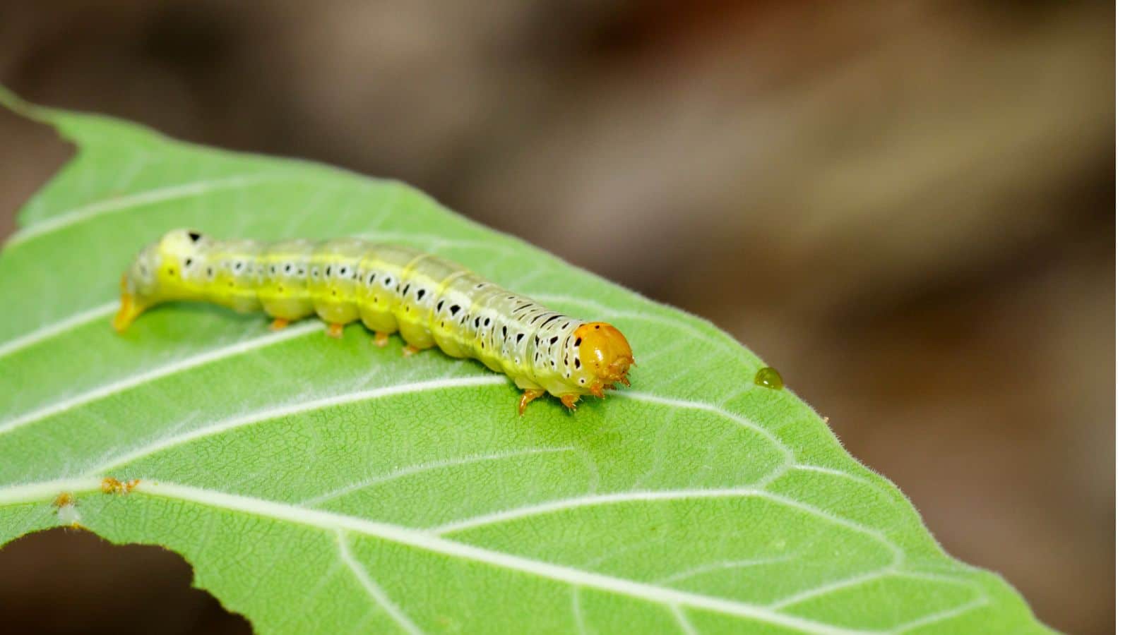 रबी सीजन में बढ़ा कीट हमला, यह उपाय न किया तो भारी नुकसान तय