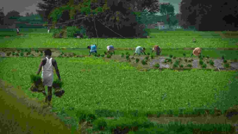 Budget 2026 Agri Sector: मछली पालन से लेकर काजू, कोको तक, जानें बजट में एग्री सेक्टर को क्या मिली सौगात