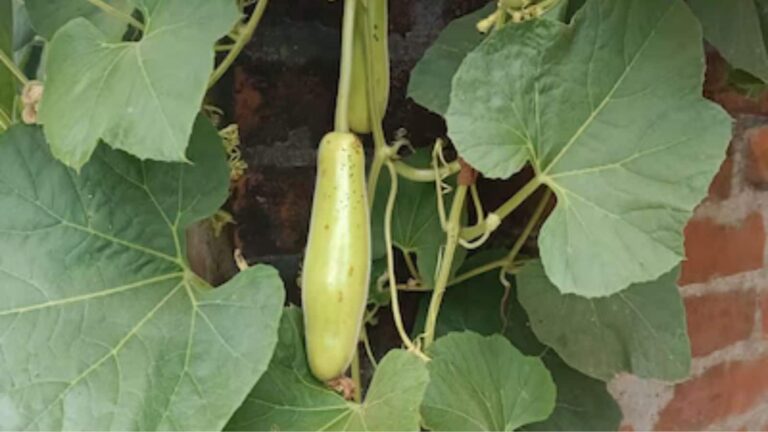 Best Crop in March: मार्च में लगाएं ये 7 फसलें, खाली खेत से होगी बंपर कमाई