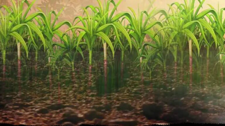 CKK Retail Mart IPO Listing: ₹163 के शेयरों से नहीं मिला कोई लिस्टिंग गेन, नई खरीदारी से पहले चेक करें कारोबारी डिटेल्स