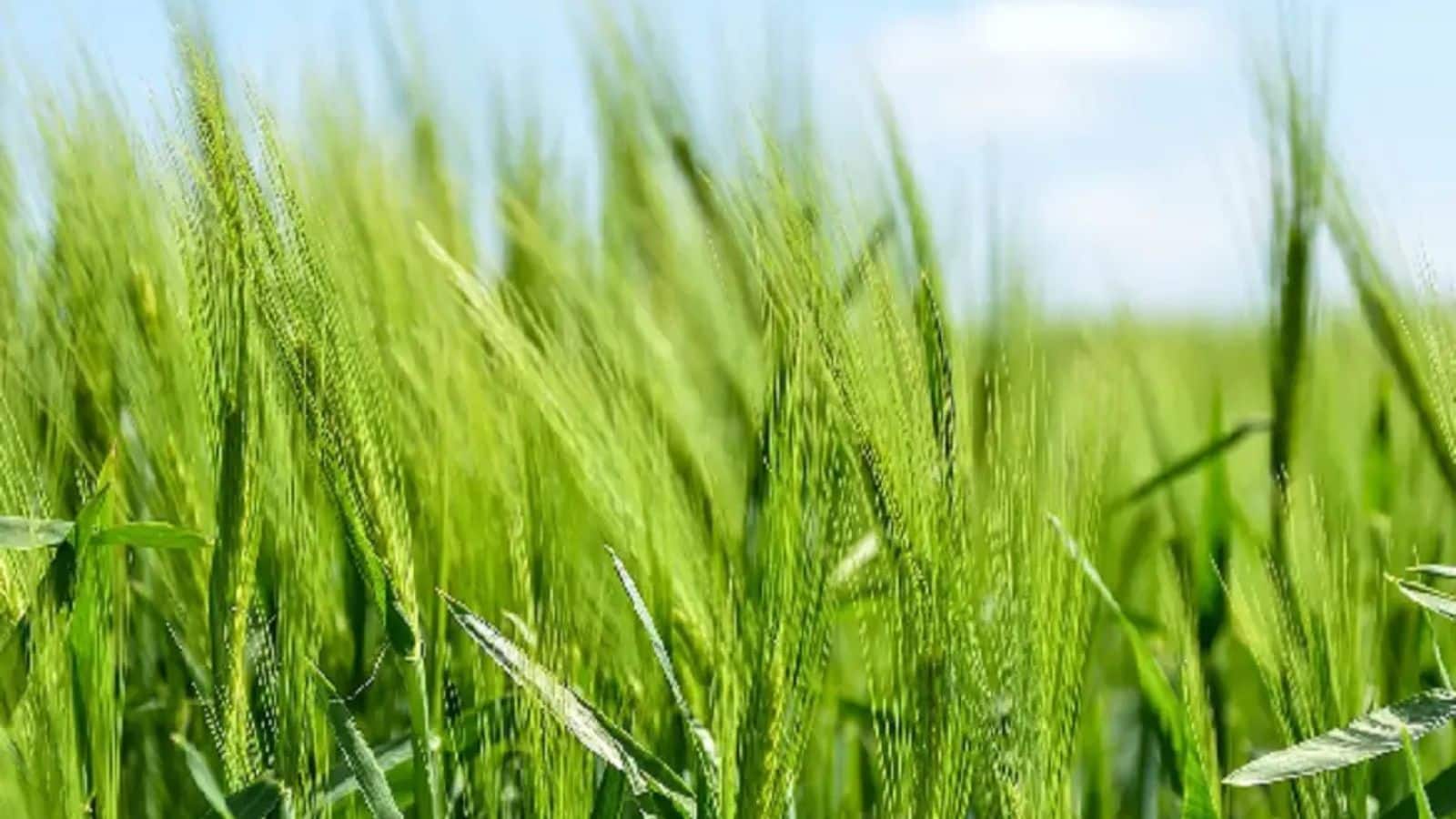 Amazing Facts: इंसानों ने सबसे पहले कौन सा अनाज उगाया, जानकर हो जाएंगे हैरान!