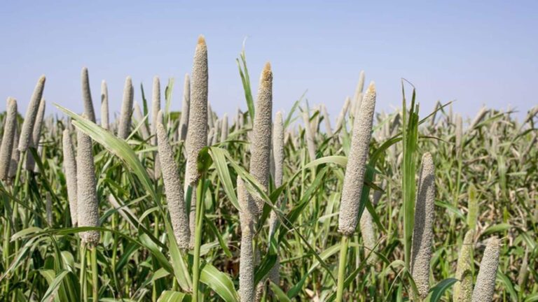 Farming tips: करवा कीट से लड़ाई में काम आता है ये पारंपरिक तरीका, जानें कैसे