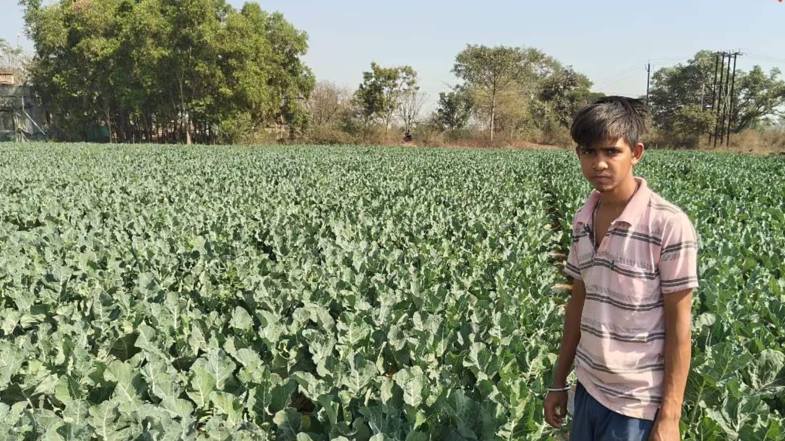 Farming Tips: बंजर जमीन पर उगाई जंबो गोभी, युवा किसान की चमकी किस्मत