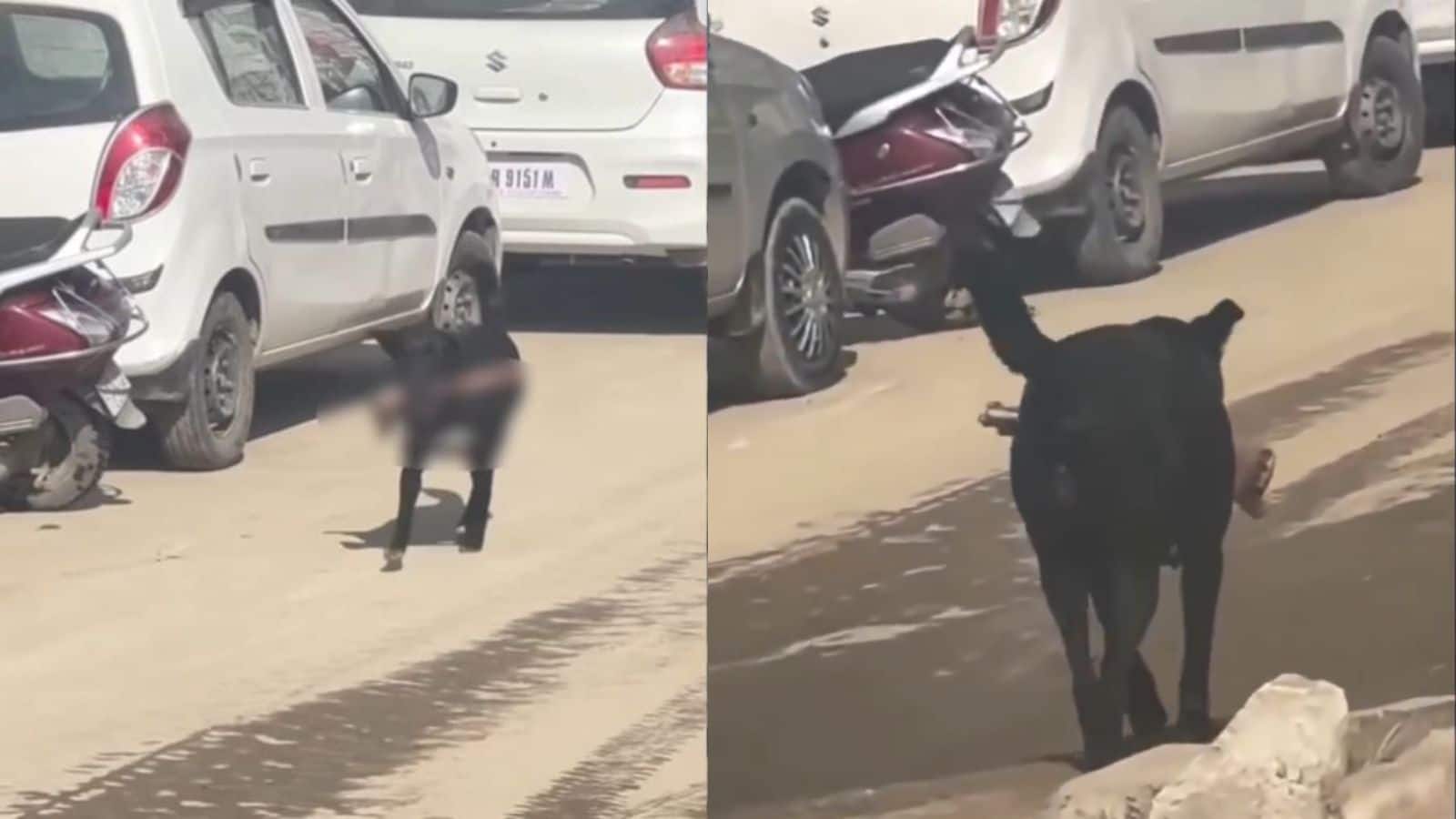 VIDEO: अस्पताल से इंसान का कटा पैर मुंह में दबाकर ले गया कुत्ता! स्टोर रूम का दरवाजा बंद करना भूल गया था स्टाफ