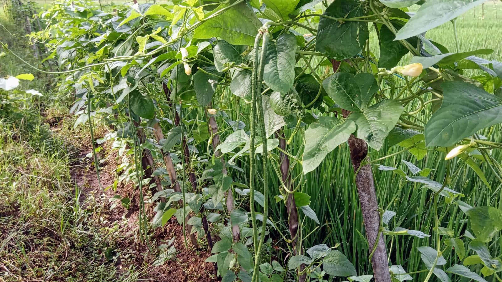 Ladyfinger Crop: भिंडी की खेती में अपनाएं ये तरीका, कम खर्च में ज्यादा मुनाफा