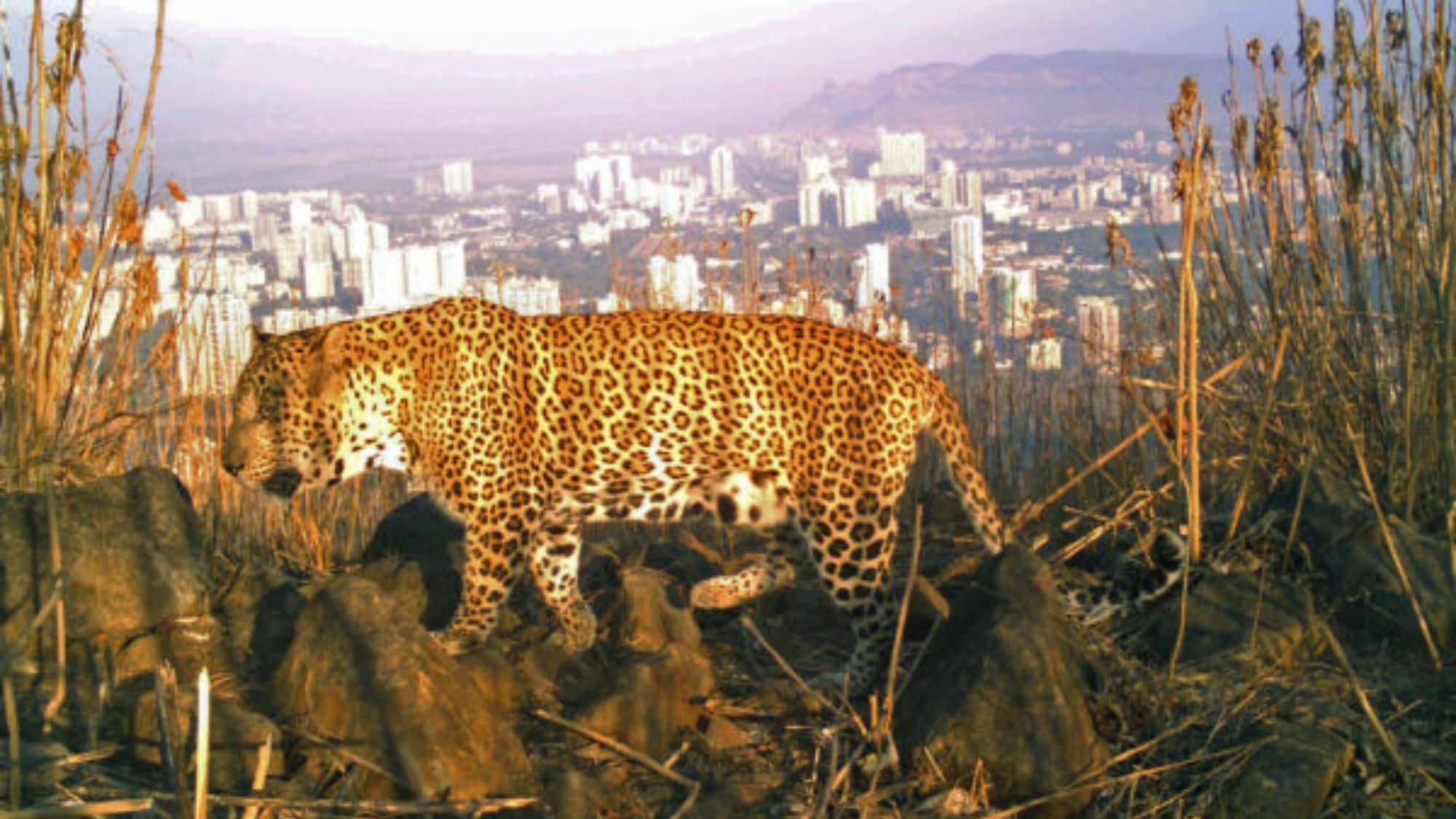 Shimla: शिकार करने फॉर्म में घुसा तेंदुआ...वफादार कुत्तों ने रातभर घेरे रखा, जान पर खेलकर बचाई मालिक की जान