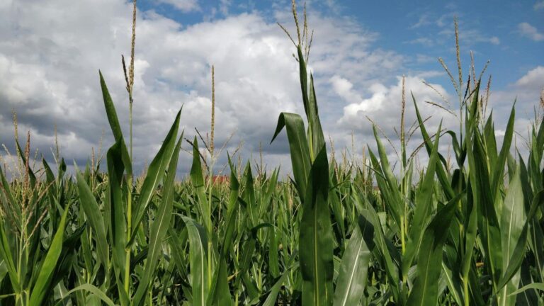 Maize cultivation: आलू के बाद खेत में मक्का उगाने का स्मार्ट तरीका, बढ़ाएं मुनाफा