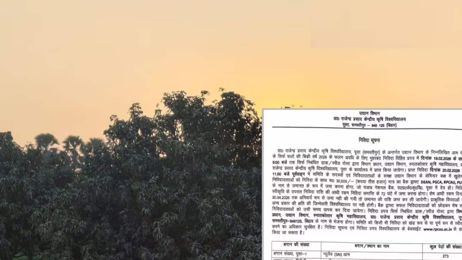 PUSA Mango Auction: आम कारोबारियों के लिए सुनहरा मौका, जानें आवेदन तरीका