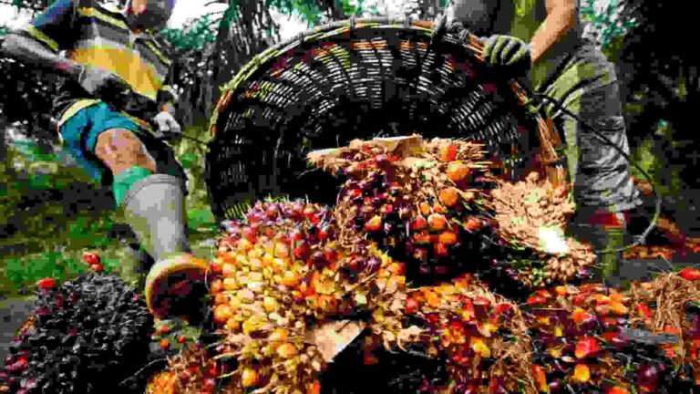 Palm Oil: भारत में बढ़ी पाम ऑयल की मांग, क्या कीमतों में दिखेगा उछाल, जानें एक्सपर्ट की राय