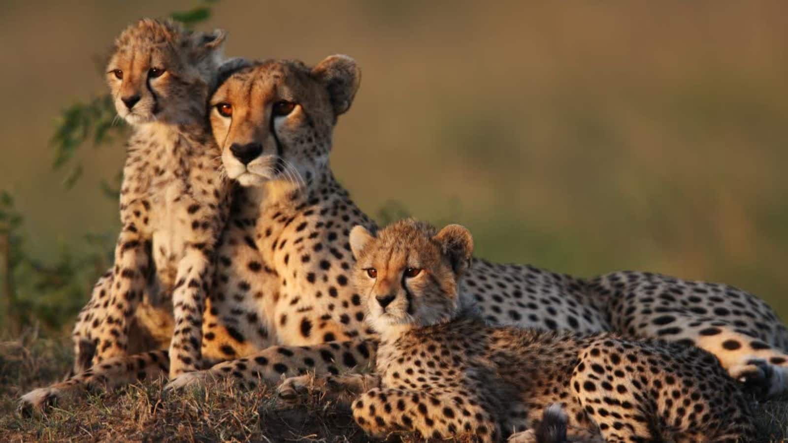 Project Cheetah: 28 फरवरी को बोत्सवाना से आएंगे 8 चीते, भारत के प्रोजेक्ट चीता को मिलेगी नई ताकत