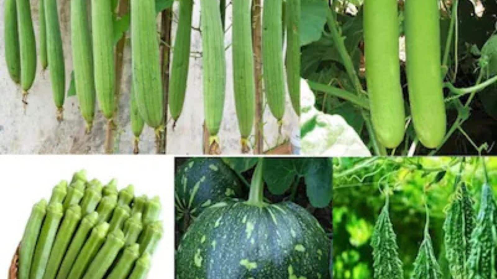 फरवरी खत्म होने से पहले लगाएं ये 5 अगेती सब्जियां, मिलेगा बढ़िया दाम