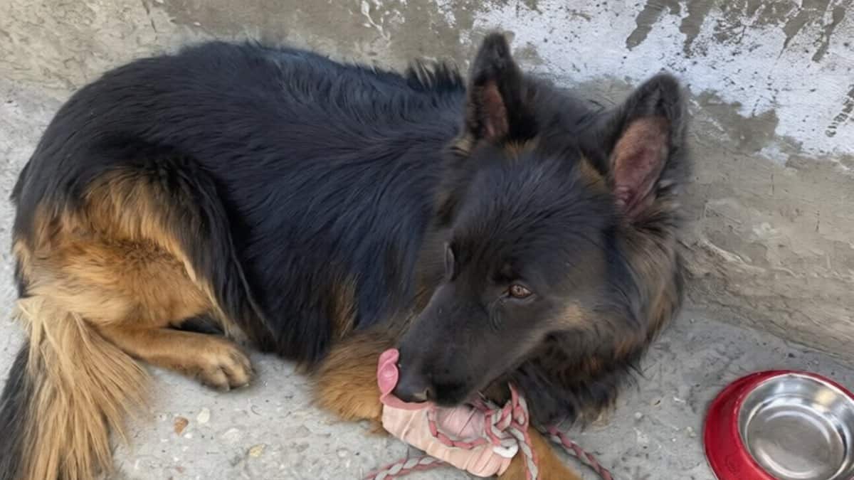गोली लगने के बाद भी लड़ता रहा इंडियन आर्मी का साइलेंट वॉर‍ियर, टायसन ने ठोकी आतंकियों के ताबूत में कील