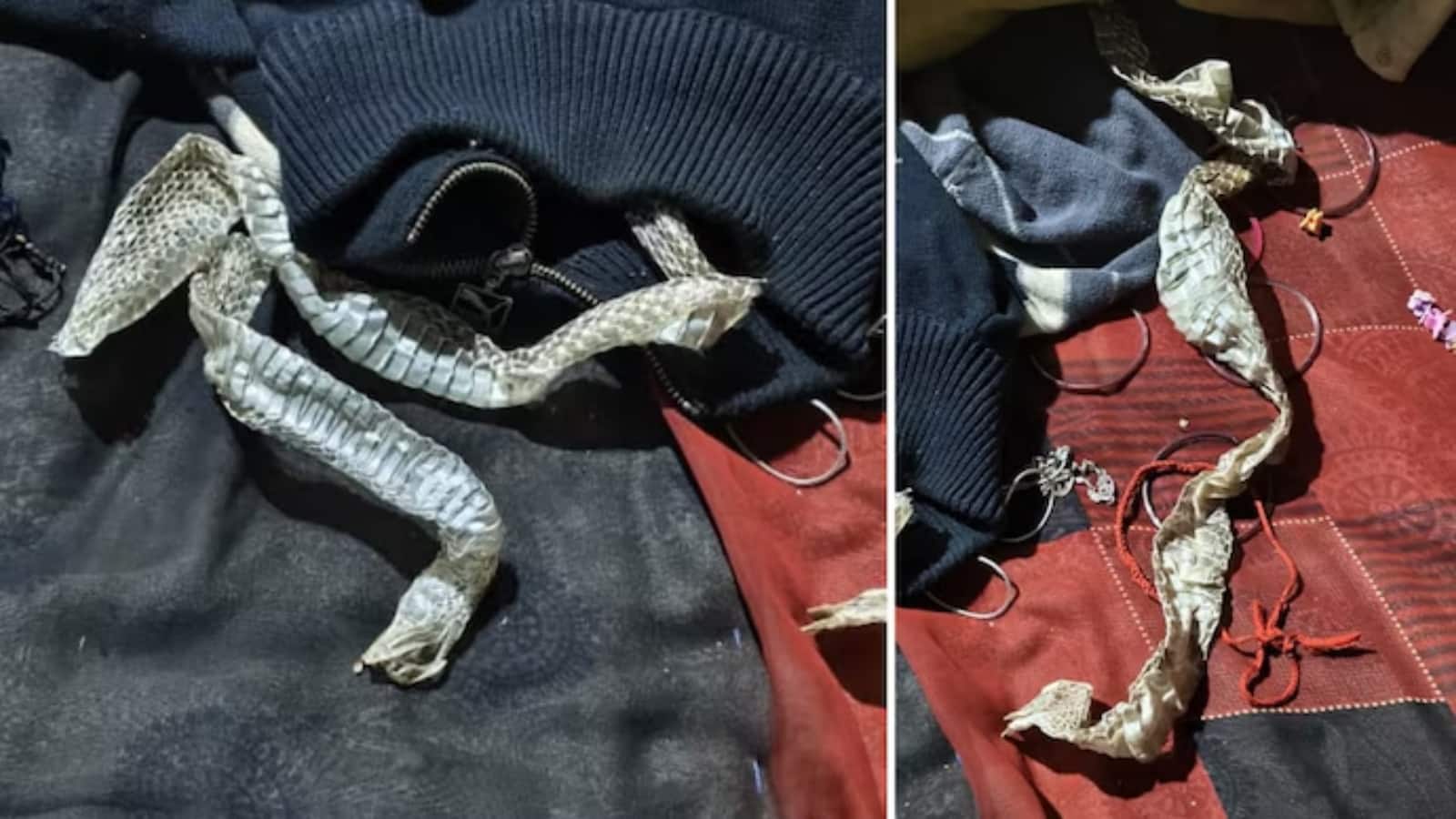 Snake Skin Mystery: लड़की बनी नागिन! बेड पर सांप की खाल मिलने से फैली सनसनी, यूपी से आई चौंकाने वाली घटना