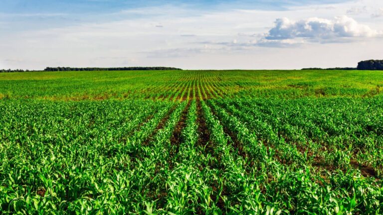 Agri Tips: इन सब्जियों की खेती से बदलेगी किसानों की किस्मत, मिलेगा बंपर मुनाफा