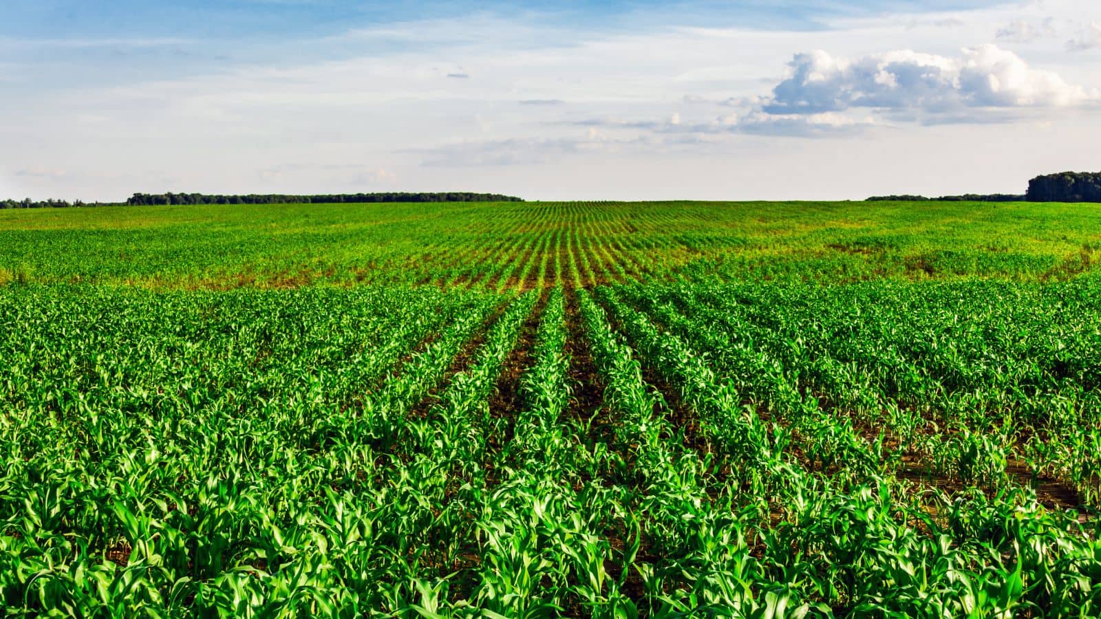 Agri Tips: इन सब्जियों की खेती से बदलेगी किसानों की किस्मत, मिलेगा बंपर मुनाफा