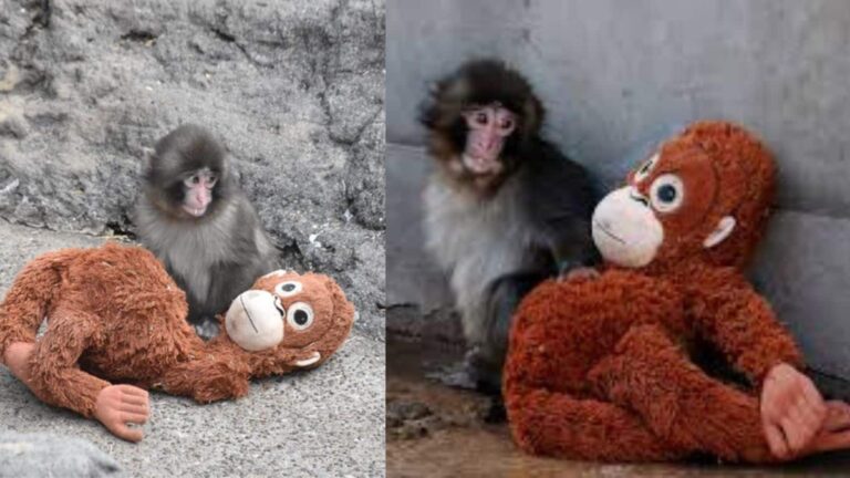 Video: जब ममता नहीं मिली, तो टॉय बना मां, मासूम बंदर की कहानी सोशल मीडिया पर छाई