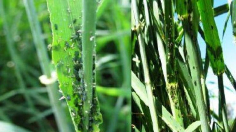 Wheat Pest Control Tips: गेहूं की बालियां क्यों हो रही हैं काली? जानिए बचाव के असरदार उपाय
