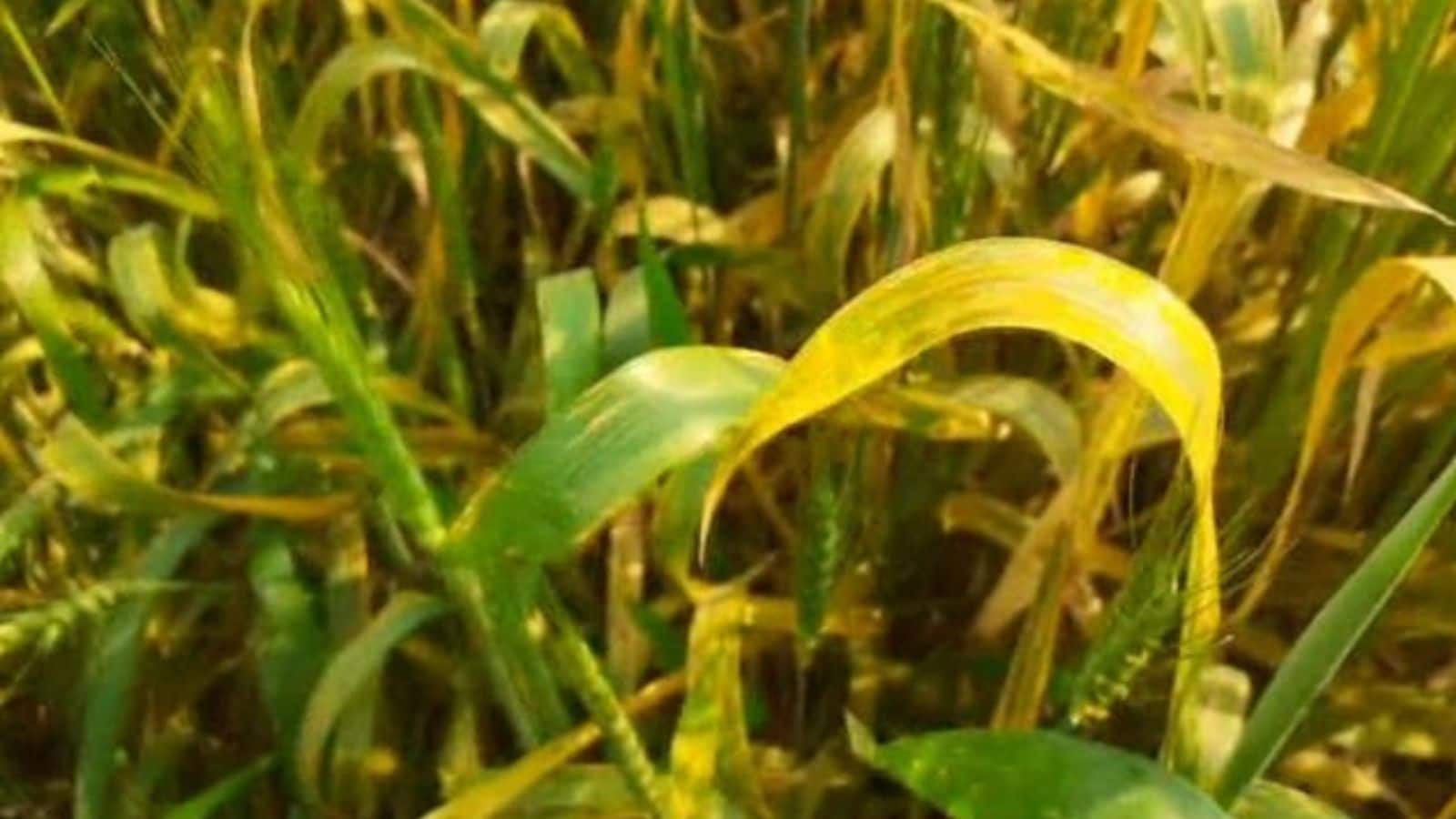 गेहूं की फसल पर रोगों का हमला, समय पर पहचान से बच सकती है पैदावार