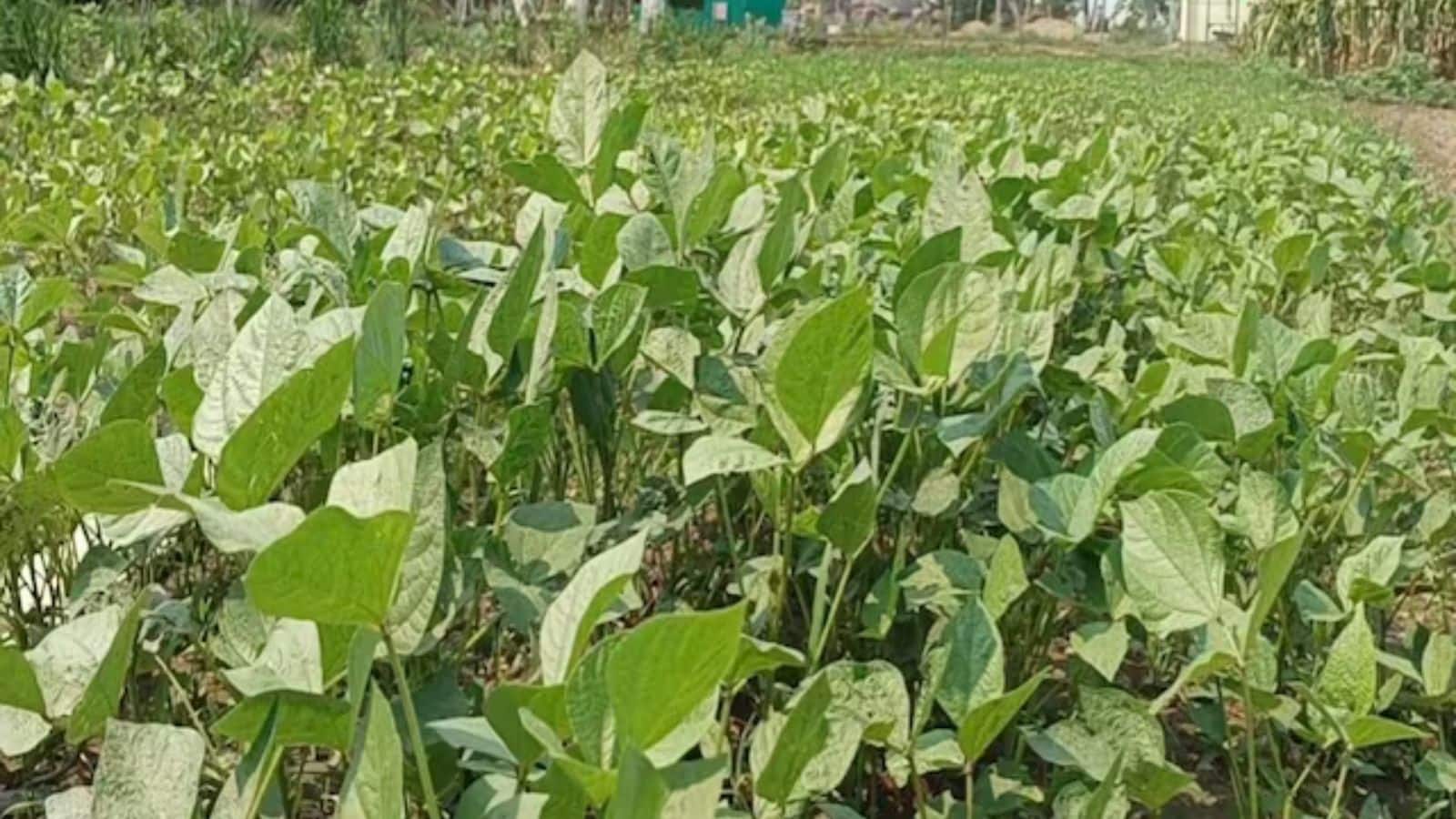 Agri Tips: कम पानी में ज्यादा पैदावार, मूंग की खेती से बढ़ेगा किसानों का मुनाफा