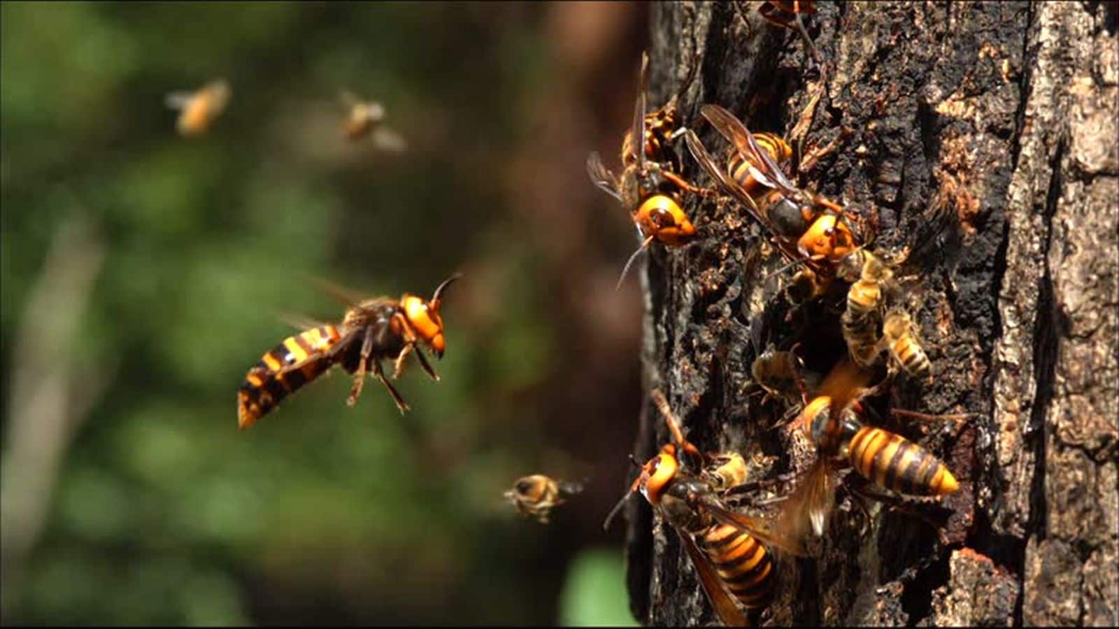 Umpire Died News: मधुमक्खियों के अचानक हमले में अंपायर की मौत, उन्नाव में क्रिकेट मैच के दौरान 20 खिलाड़ी भी घायल