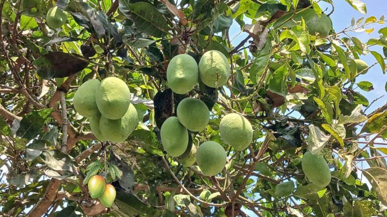 Mango Farming Tips: फरवरी-मार्च में ऐसे करें आम की देखभाल, बढ़ेगी पैदावार