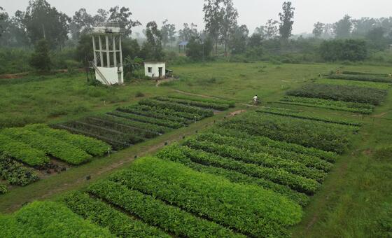 भारत: वन्य बीज और पौधों की निगरानी के लिए प्रथम डिजिटल मंच