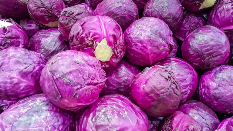 Purple Cabbage: सेलिब्रिटीज की फेवरेट पर्पल पत्तागोभी, जानें घर पर उगाने का आसान तरीका