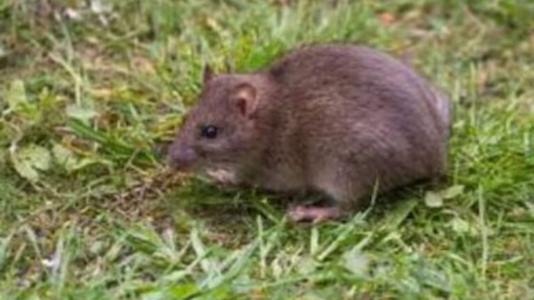 Agriculture Tips: खेतों में चूहों के बढ़ते आतंक से परेशान किसान, अपनाएं देसी और असरदार नुस्खा