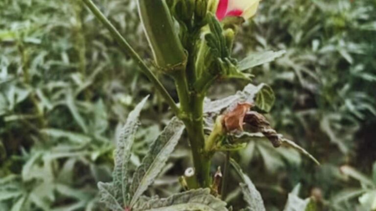 Agri News: भिंडी फसल को वायरस से बचाने के आसान उपाय, जानें कैसे करें सुरक्षित बुवाई