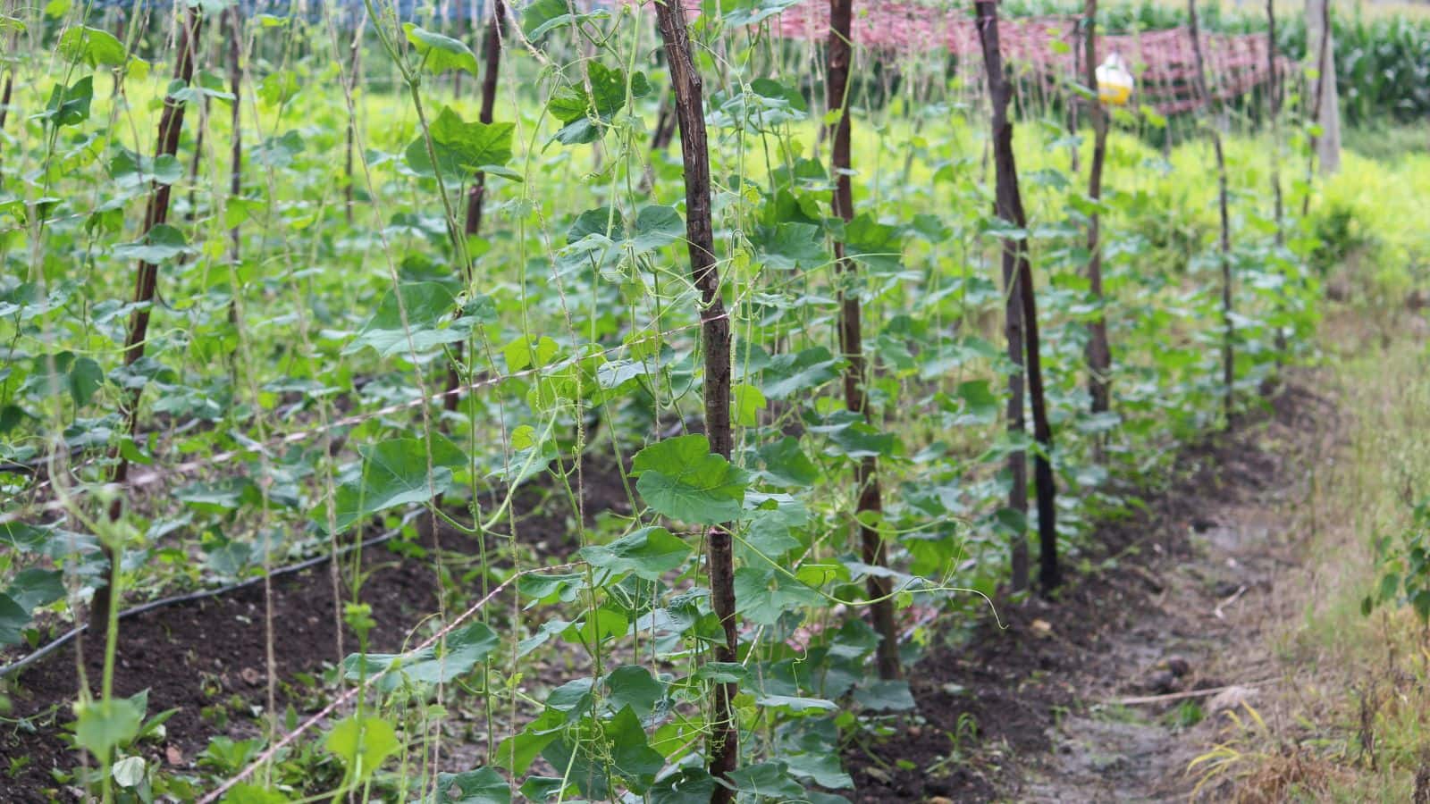 Agri Tips: गर्मियों में आसमान छू रही मांग, इस सब्जी की खेती बन रही किसानों के लिए सोने की खान