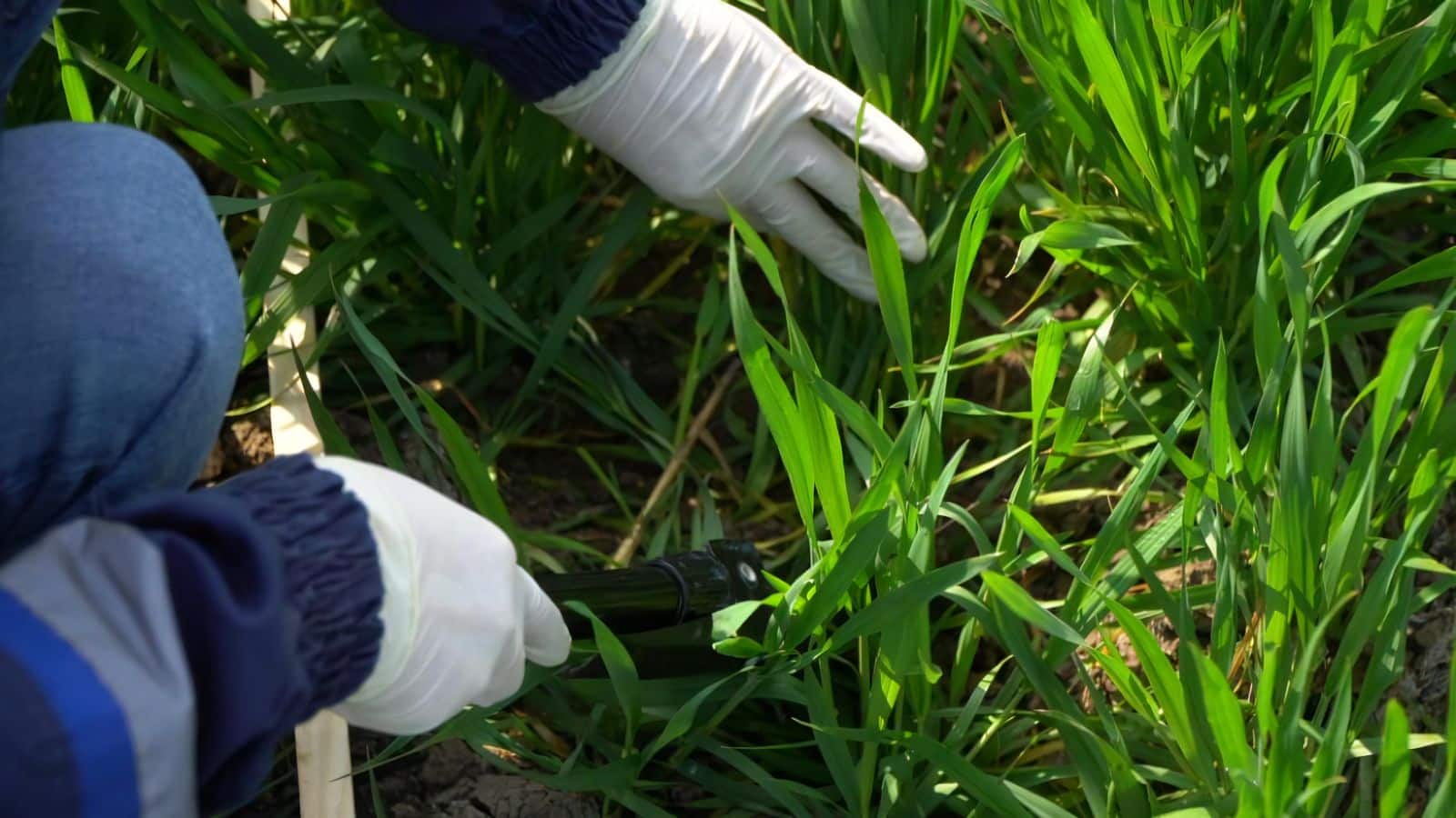 Agriculture Tips: 4-5 महीने में जेब भर देगी ये फसल, छोटे किसानों के लिए बन रही कमाई का बड़ा जरिया