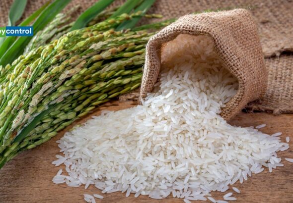 बासमती चावल एक्सपोर्ट करने वाली कंपनी ला रही IPO, 24 मार्च से कर सकेंगे सब्सक्राइब; जानिए डिटेल