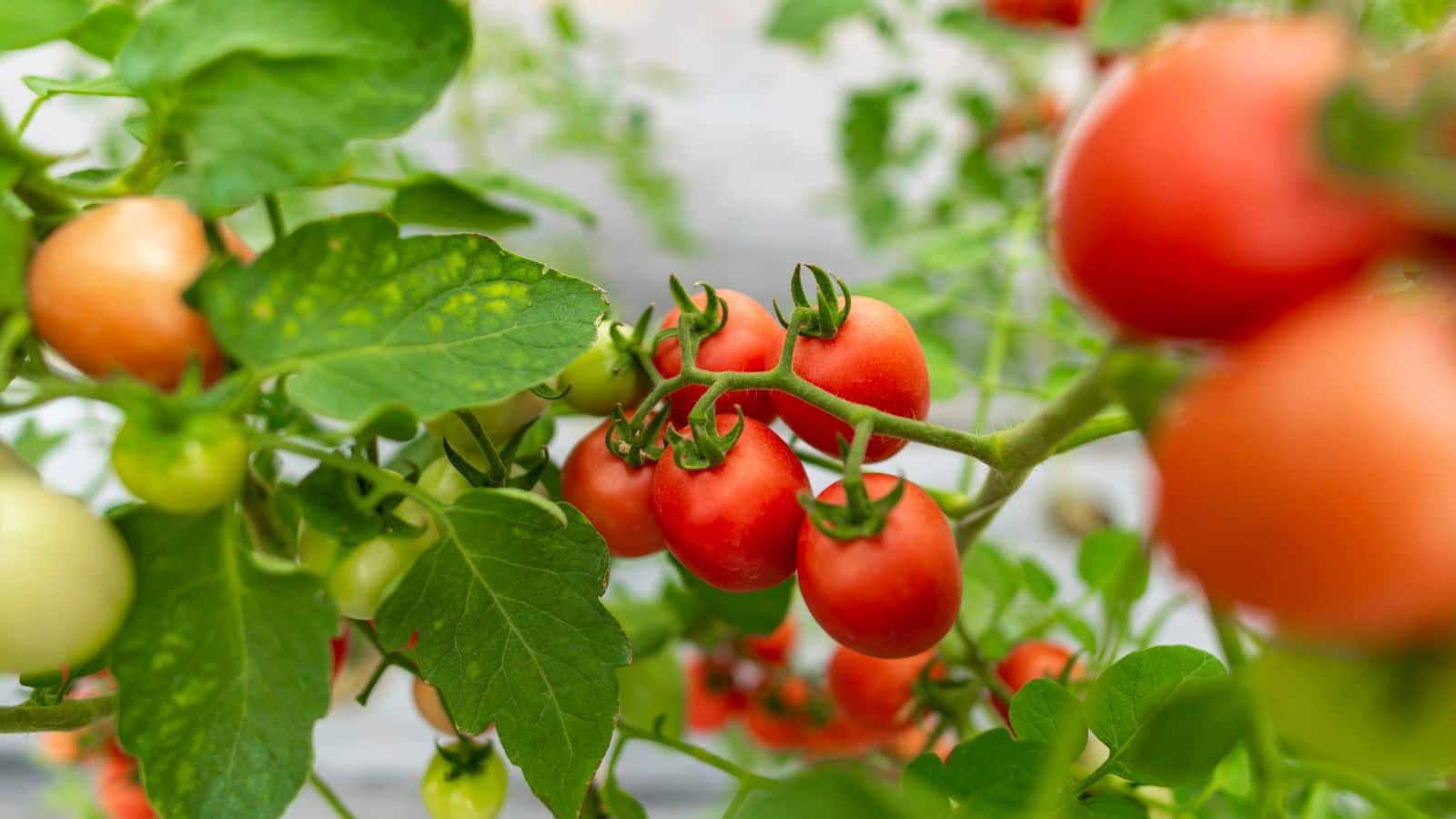 Farming Tips: गर्मियों में टमाटर से कमाएं लाखों, जानिए अब तक का बेस्ट तरीका!