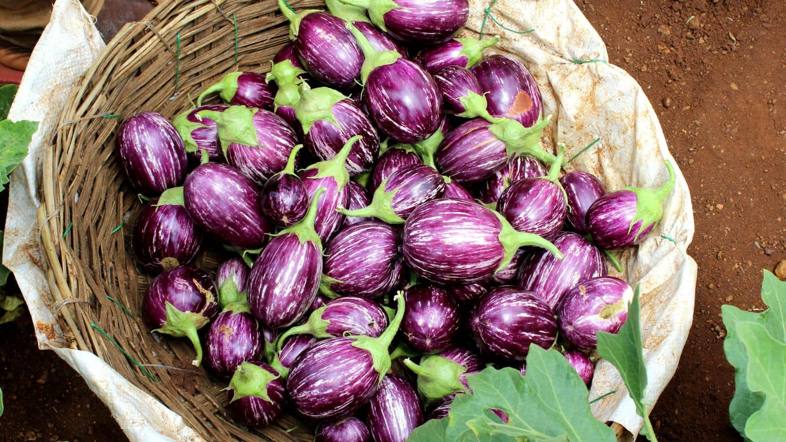 Brinjal Buying Tips: बिना काटे ही पहचानें कम बीज वाला बैंगन, ये तरीके हैं कारगर