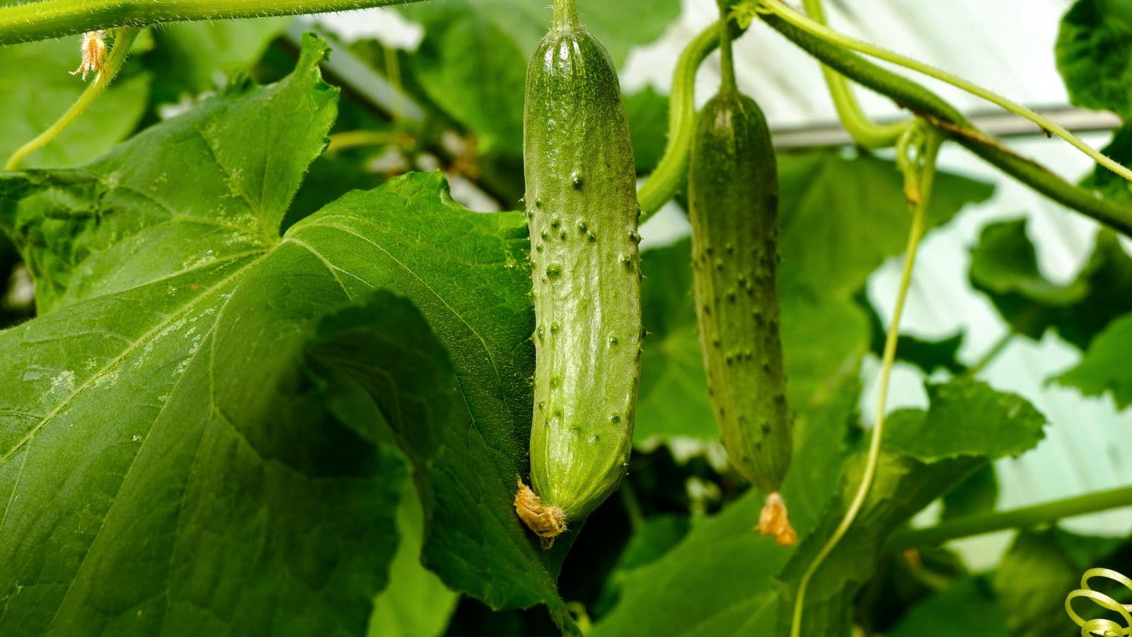 Cucumber Cultivation Tips: खीरे की खेती में मुनाफा और खतरा दोनों, जानें बचाव का तरीका