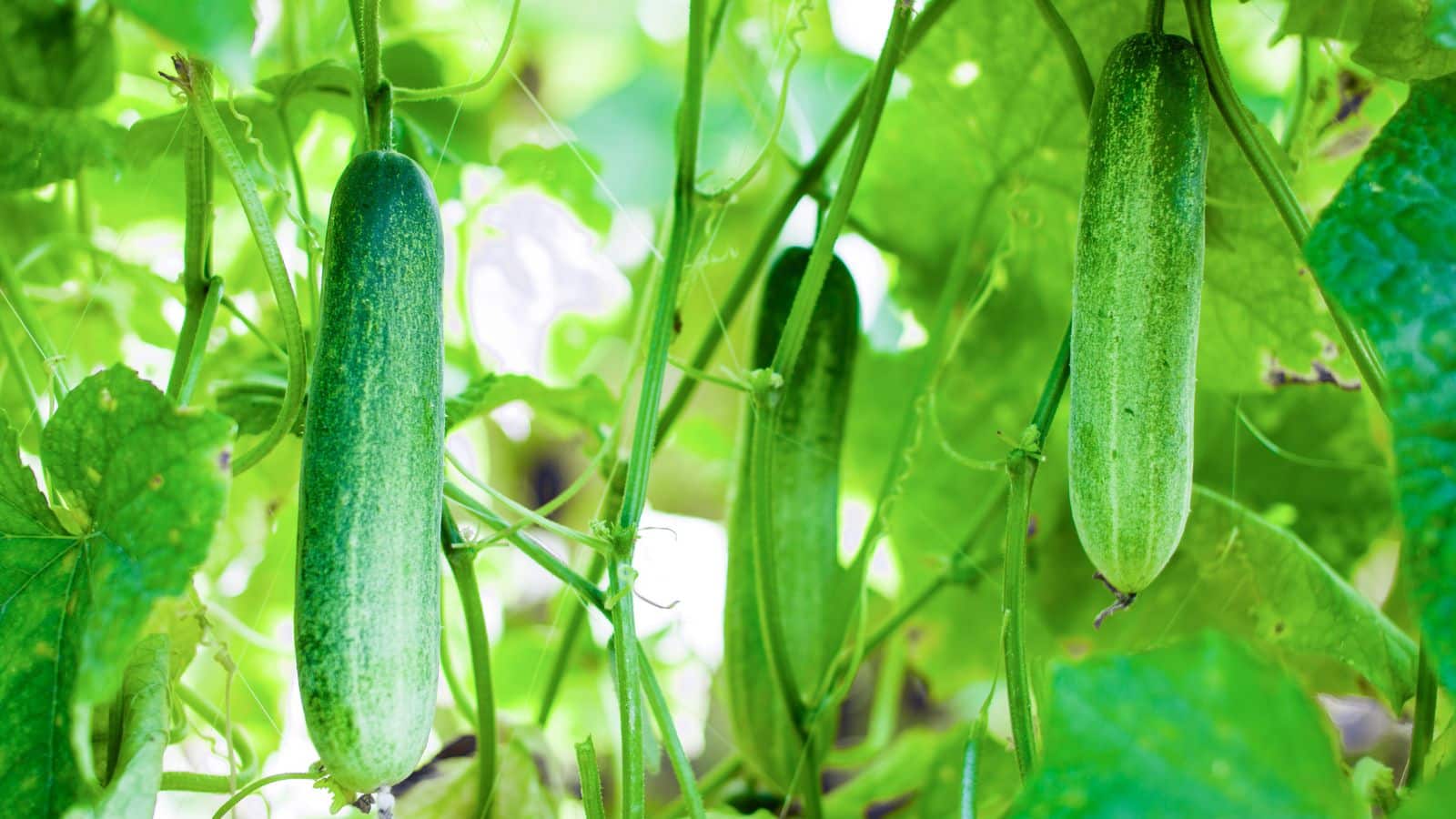Cucumber Farming: गर्मी में सबसे ज्यादा बिकने वाली फसल, 45 दिन में फल और किसानों की तगड़ी कमाई