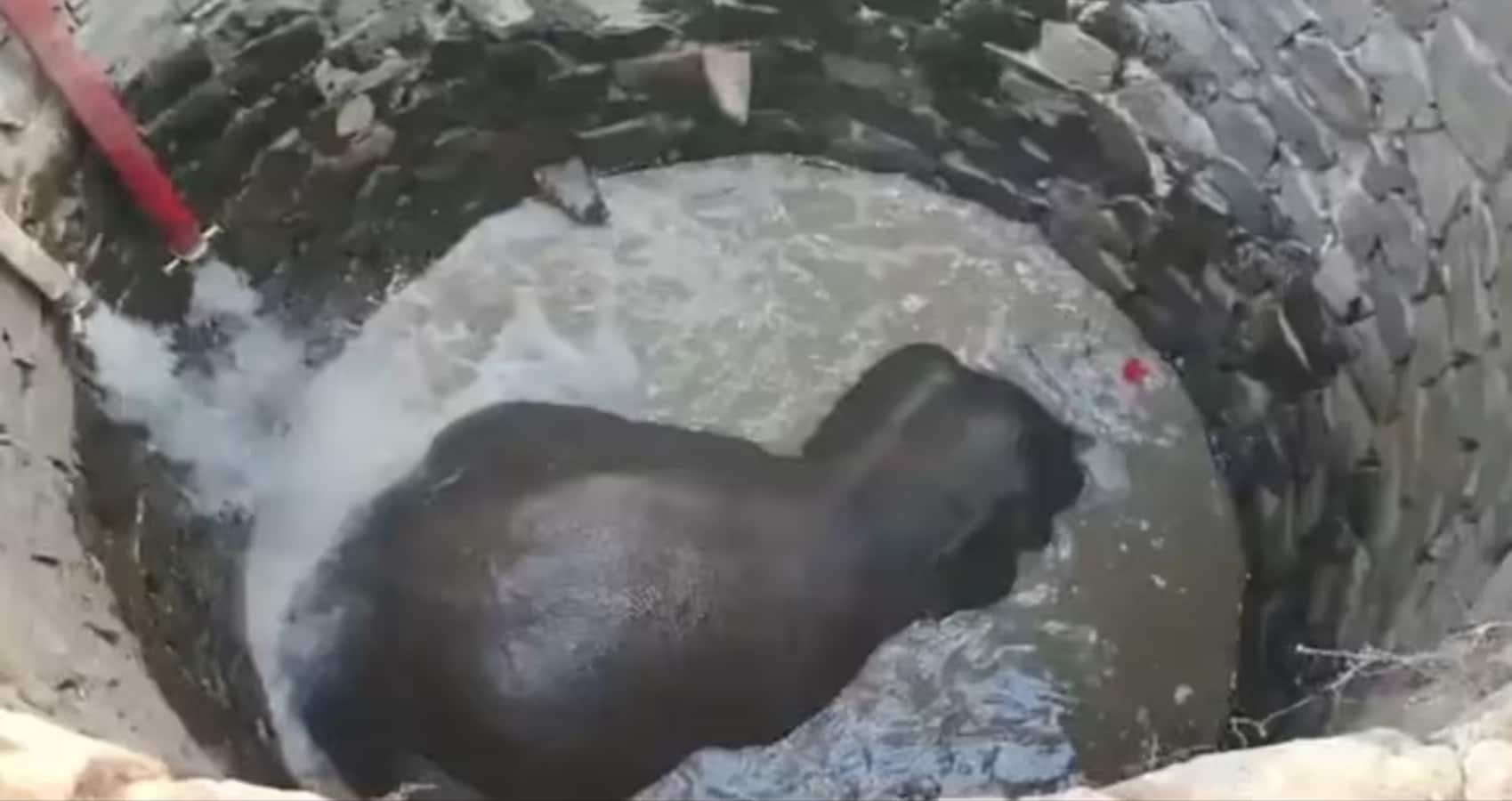 Odisha Elephant Rescue: 30 फीट गहरे कुएं में गिरा हाथी, आर्किमिडीज के सिद्धांत से बचाई गई जान