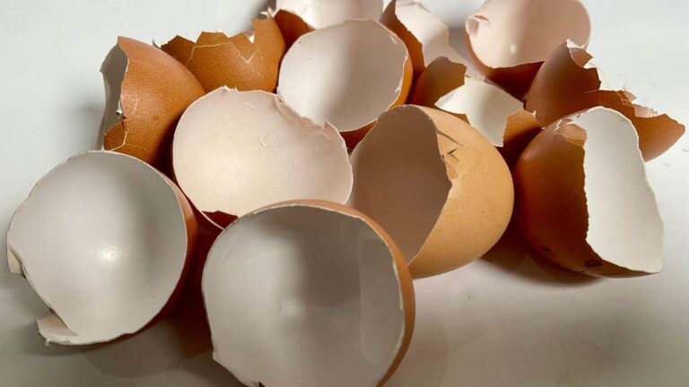 Eggshell Uses: अंडे के छिलके फेंकने से पहले जान लें इसके कमाल के इस्तेमाल