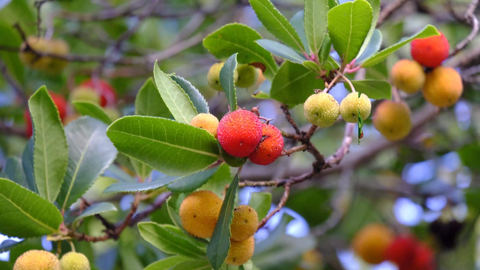 Gardening Tips: गेहूं-चना कटाई के बाद किसान लगाएं फलों का बगीचा, ऐसे करें तैयारी