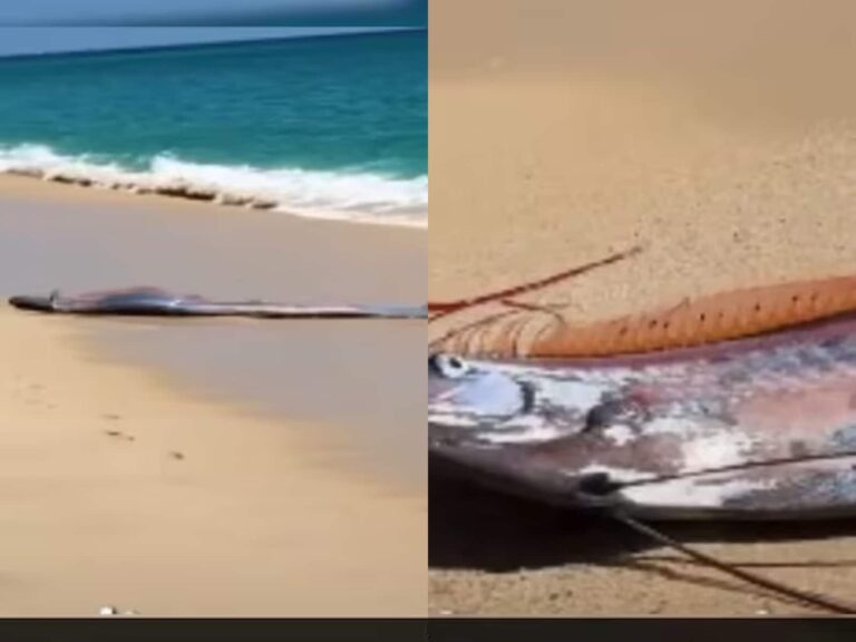 धरती पर जल्द आने वाला है भयंकर प्रलय! मेक्सिको में दिखी रहस्यमयी मछली...लोग मानते हैं महातबाही की निशानी