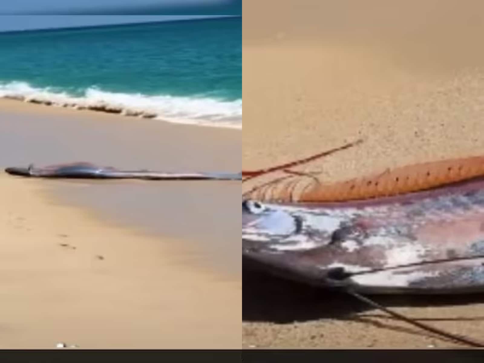 धरती पर जल्द आने वाला है भयंकर प्रलय! मेक्सिको में दिखी रहस्यमयी मछली...लोग मानते हैं महातबाही की निशानी